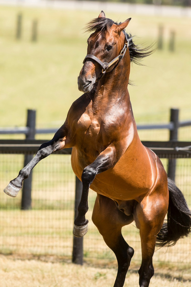 2017 Canadian Horse Racing Hall of Fame class announced Ontario Racing